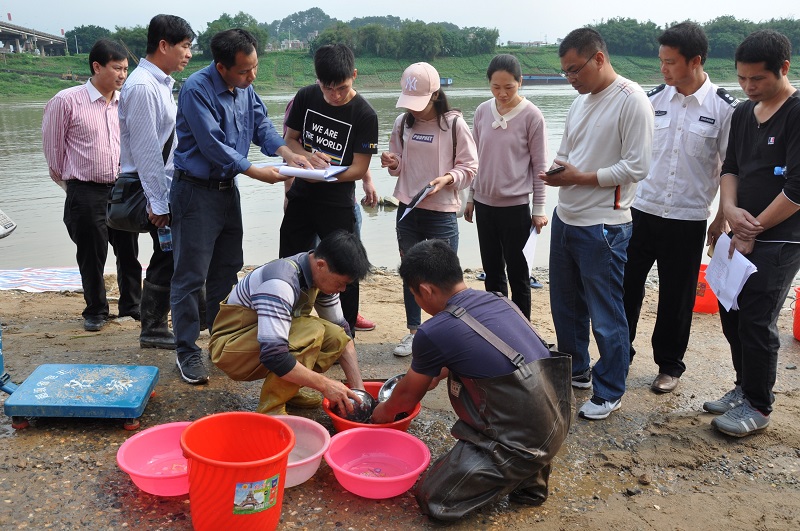 现场清点、验收鱼苗1.JPG