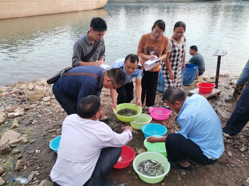 现场开展鱼苗数量清点、称重、鱼体长度测量和数据统计（梁艳薇 摄）.jpg