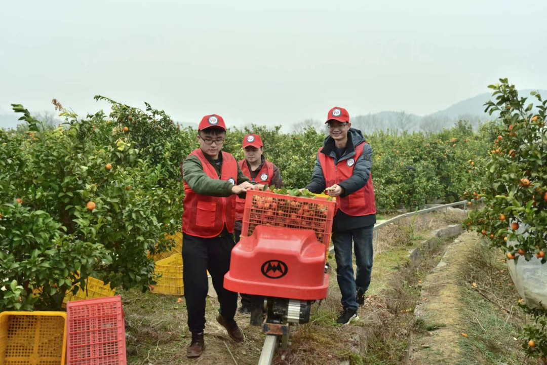 5.在柑橘产业基地帮助脱贫户采摘柑橘.png