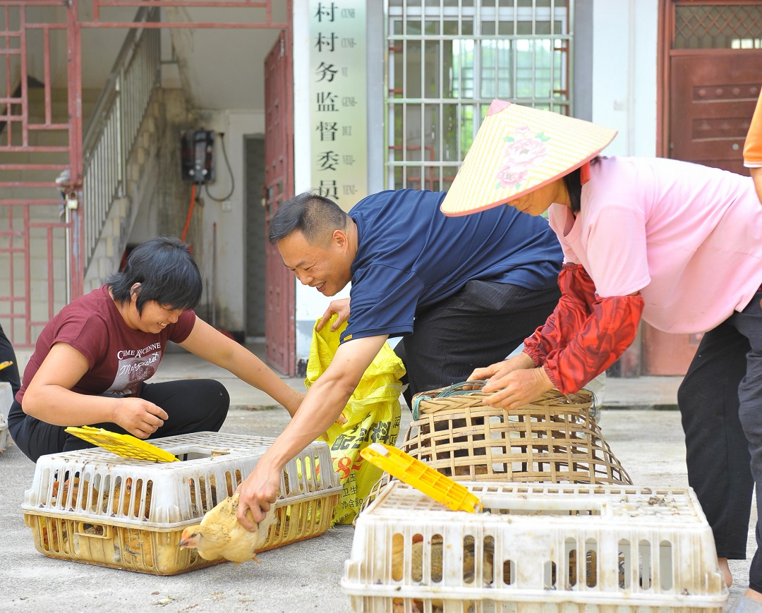 1748421228522046741.jpg 以苗为引育希望,同心共谱振兴章 摄影-梁雄彬.jpg