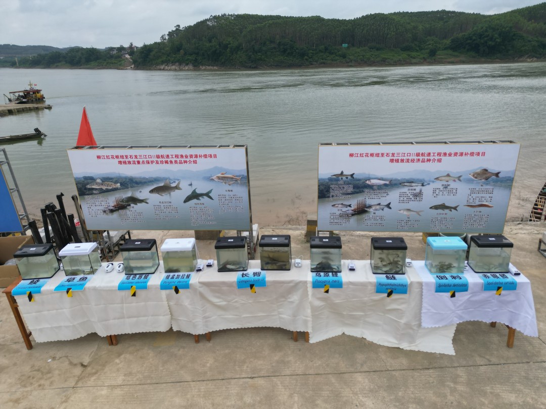 1749438294136041133.jpg 项目规划增殖放流的部分鱼苗种类.jpg